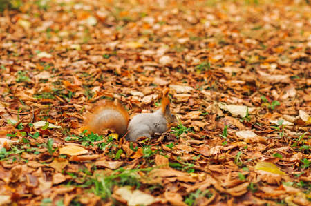 small curious squirrel on a fall autumn leaves backgroundsの写真素材