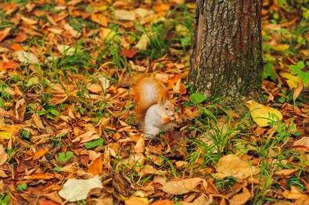 small curious squirrel on a fall autumn leaves backgroundsの写真素材