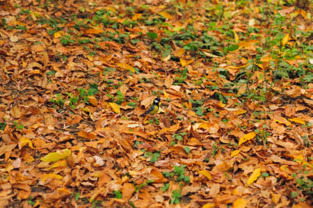 small tomtit on autumn leaves backgroundsの写真素材