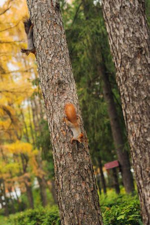 two small curious squirrel on a tree trunk and looking downの写真素材
