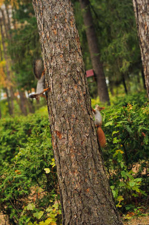 two playing small curious squirrel on a tree trunkの写真素材