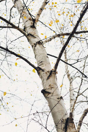 early spring in birch forestの写真素材