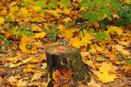 small eating bird on a stump. Care of animalsの写真素材