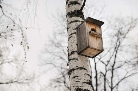 wooden Birdhouse hang on a birch treeの写真素材