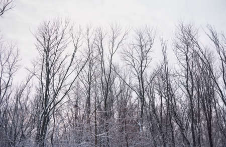 snowbound bare surreal forest in overcast weatherの写真素材