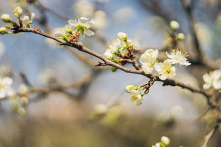 new bud of cherry tree on a blur backgrounds. soft focus on the old vintage lensの写真素材