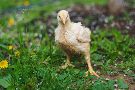 callow broiler chick walking in farm grass. Focus on a chicken eyesの写真素材