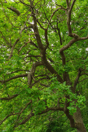 green leaves of oak branchy treeの写真素材