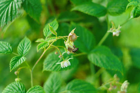 one small bee pollination flower on raspberry caneの写真素材