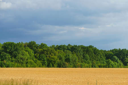 cereals field of a wheatの写真素材