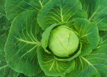 green fresh cabbage after rainの写真素材
