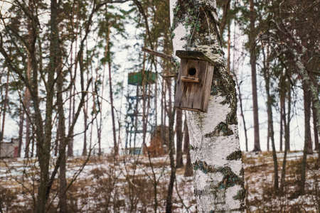 wooden Birdhouse hang on birch tree. green fungus on a treeの写真素材