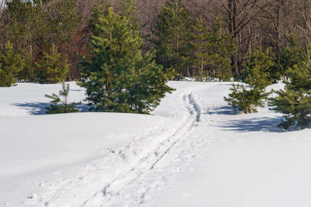 skis trail of a winter pine forestの写真素材