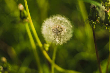 White light dandelion on green blur background. Soft selective focus. Photo taken on an old lens with an interesting bokehの写真素材