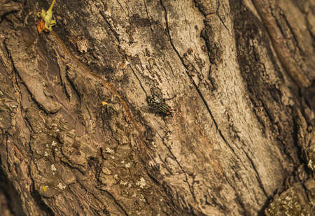 one fly insect sitting on a treeの写真素材