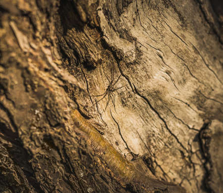 small spider with big leg on a treeの写真素材
