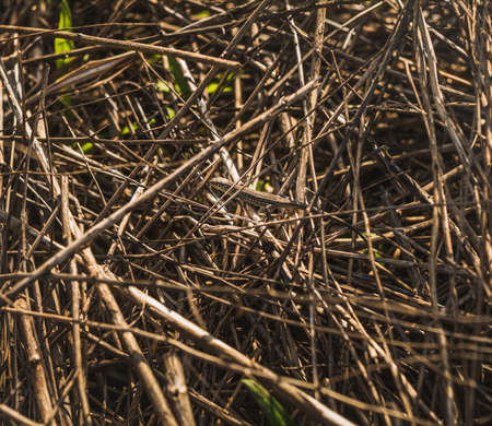 small basking in the sunshine brown lizard in a brushwood の写真素材