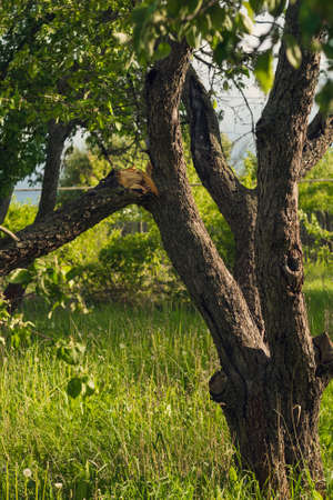 cracked trunk of old tree after storm windの写真素材