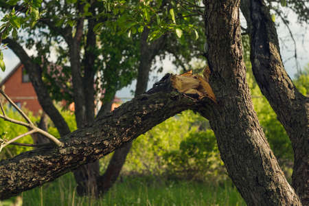 cracked trunk of old tree after storm windの写真素材