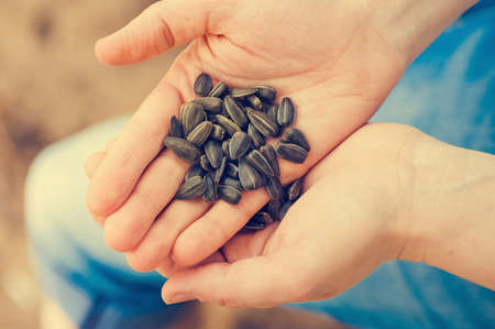 heap of sunflower seeds on a hand. Retro tonedの写真素材