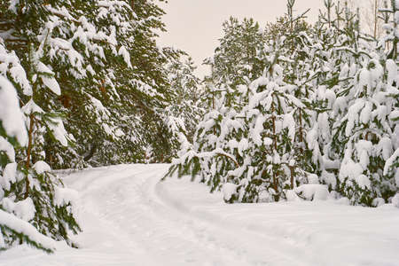 snowy road on winter forest of pine treesの写真素材