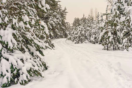snowy road on winter forest of pine treesの写真素材