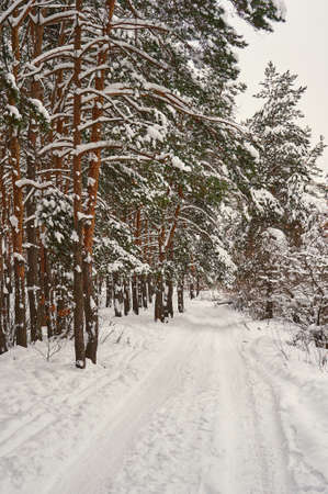 snowy road of winter forestの写真素材