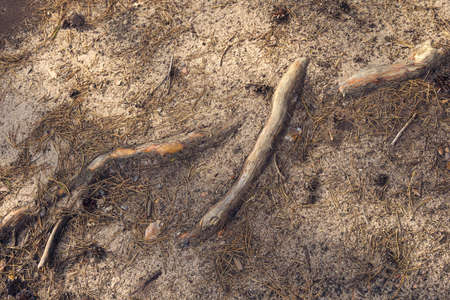 big strong pine rootage backgroundsの写真素材