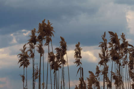 reed swinging in the wind of evening stormy sky backgroundsの写真素材