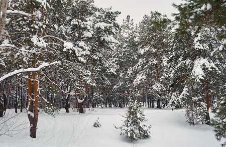 winter forest of pine treesの写真素材