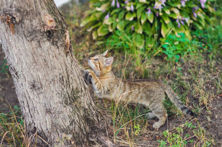 hunting kitten tracks down its prey in a garden. focus on catの写真素材