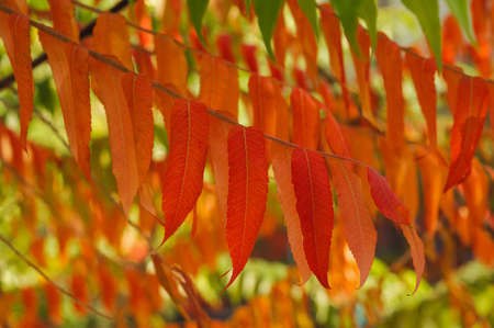 close up of beautiful red autumn leaves on a branchの写真素材