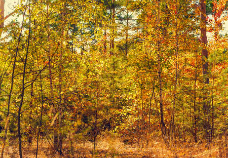 beautiful autumn colored forest. birch and pine treesの写真素材