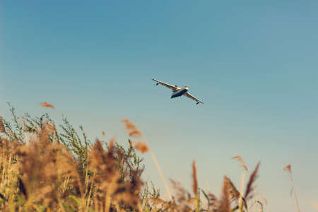plane flying in the sky against the background of brown autumn plantの写真素材