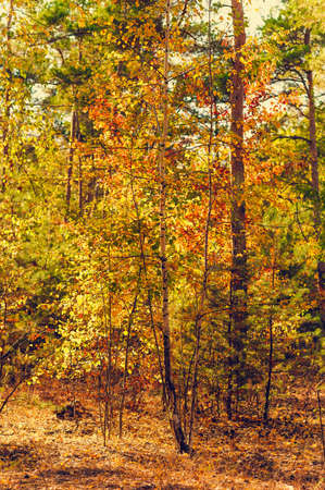 beautiful autumn colored forest. birch and pine treesの写真素材