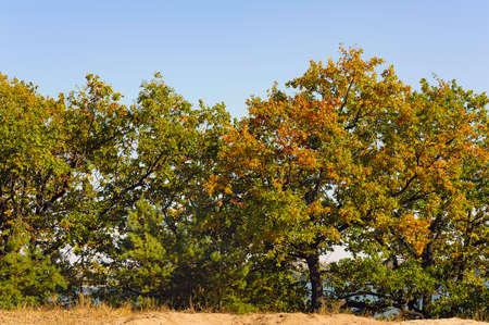 view on beauty autumn pine and oak treesの写真素材
