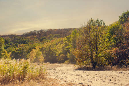 beautiful view of autumn trees and cane growing on the river Bankの写真素材