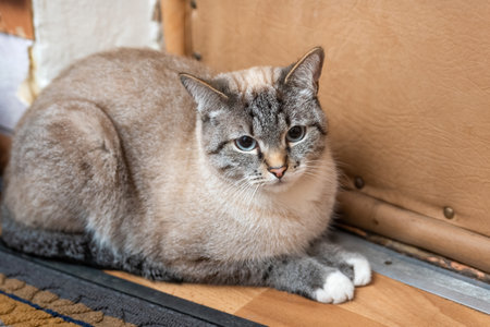 cat sitting near the door in an old country house. indoor photoの写真素材