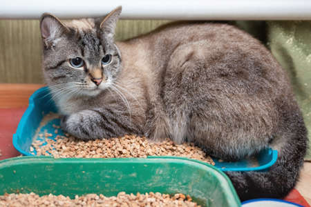 domestic cat sitting on a cat litter and looking to the sideの写真素材