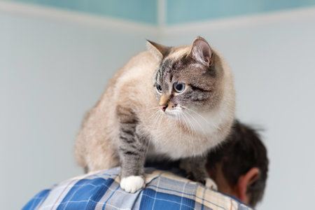 white devoted cat sitting on a man's backの写真素材