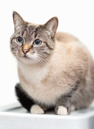 resting serious young thai cat sitting on cover. White background. Selective focusの写真素材
