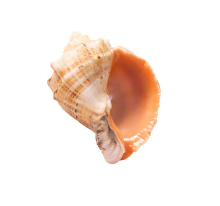 shell on a white backgroundの写真素材