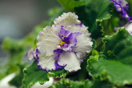 a beautiful blooming flower of a domestic violetの写真素材
