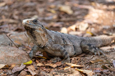 some wild iguana in the tropical forest of Mexico is watchingの写真素材