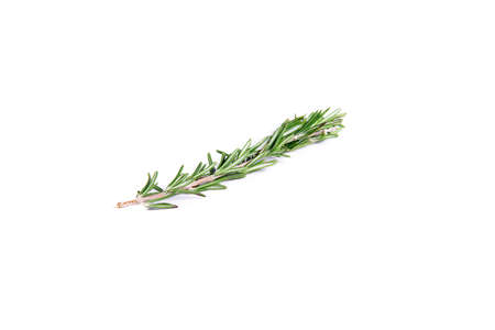 A sprig of delicate rosemary lies on a white surfaceの写真素材
