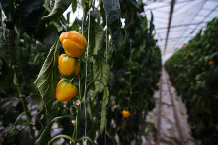 Inside modern greenhouse. Beds of bell pepper with yellow fruits in the foreground.の写真素材