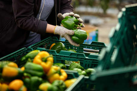 Sorting the harvest of the bell peppers. You can see the hands of a worker placing the fruits in boxes.の写真素材