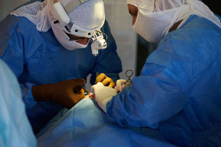 Surgery. Chief surgeon uses scissors to make an incision, the assistant holds the retractor.