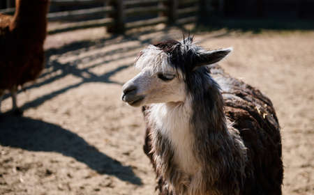 Face portrait of funny alpaca in the zoo