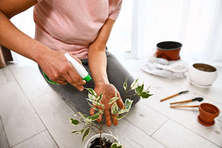 Close-up of a young woman watering the leaves of a plant using a sprayer in her houseの写真素材